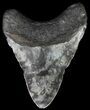 Bargain, Megalodon Tooth - North Carolina #67106-2